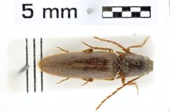 Foto (Dorsalansicht) von Propsephus limbatipennis (NHMW-ZOO-COL-0010220)